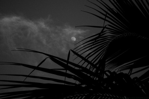 La Luna en el cielo negro. Imagen Monocromática. Silueta en el fondo de las nubes