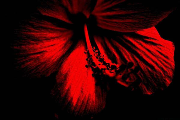 Red flower on black background