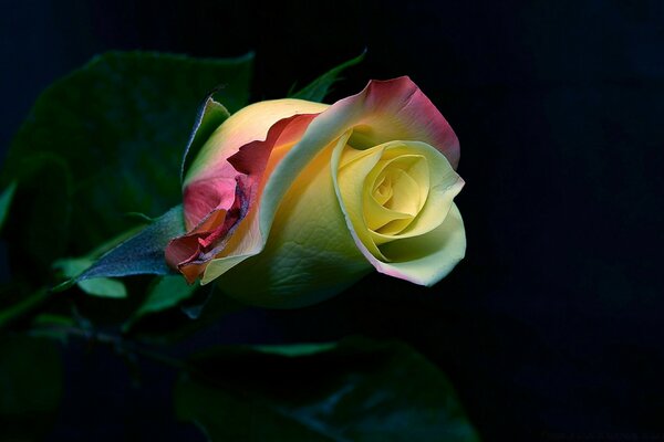 Rosa con pétalos de colores sobre fondo negro