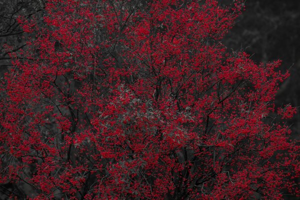 Árbol con fruta roja