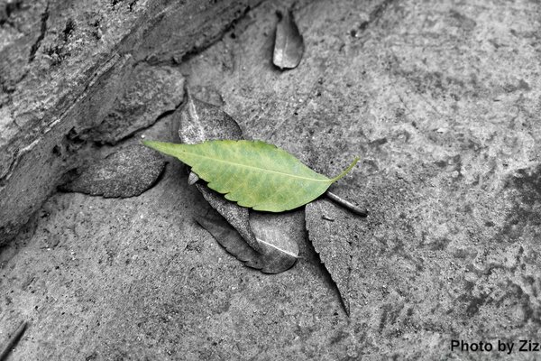 Feuille d arbre sur bois gris