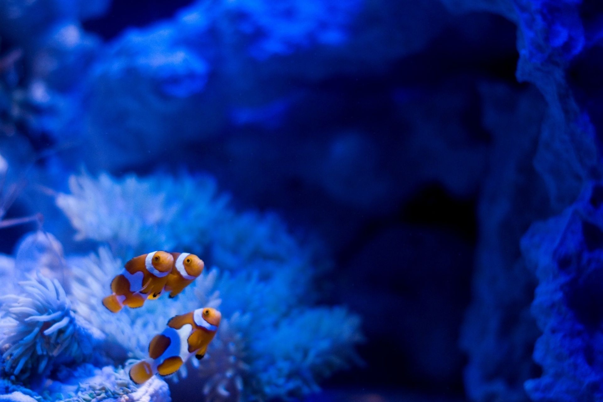 animaux sous-marin poissons invertébrés eau corail nature mer océan couleur flou