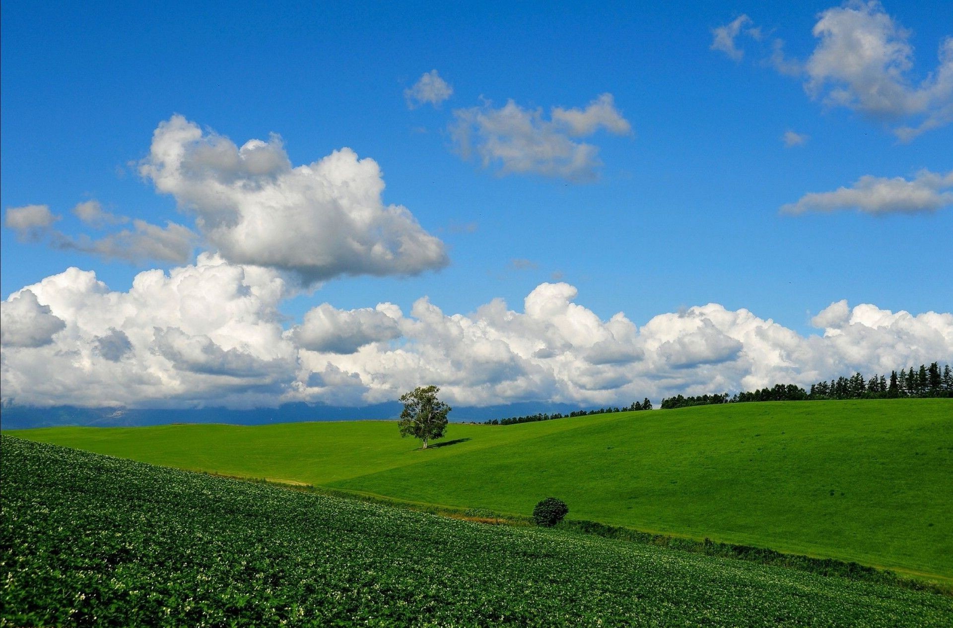 verão rural campo paisagem grama campo pasto agricultura fazenda natureza céu feno solo terras agrícolas nuvem bom tempo país horizonte sol