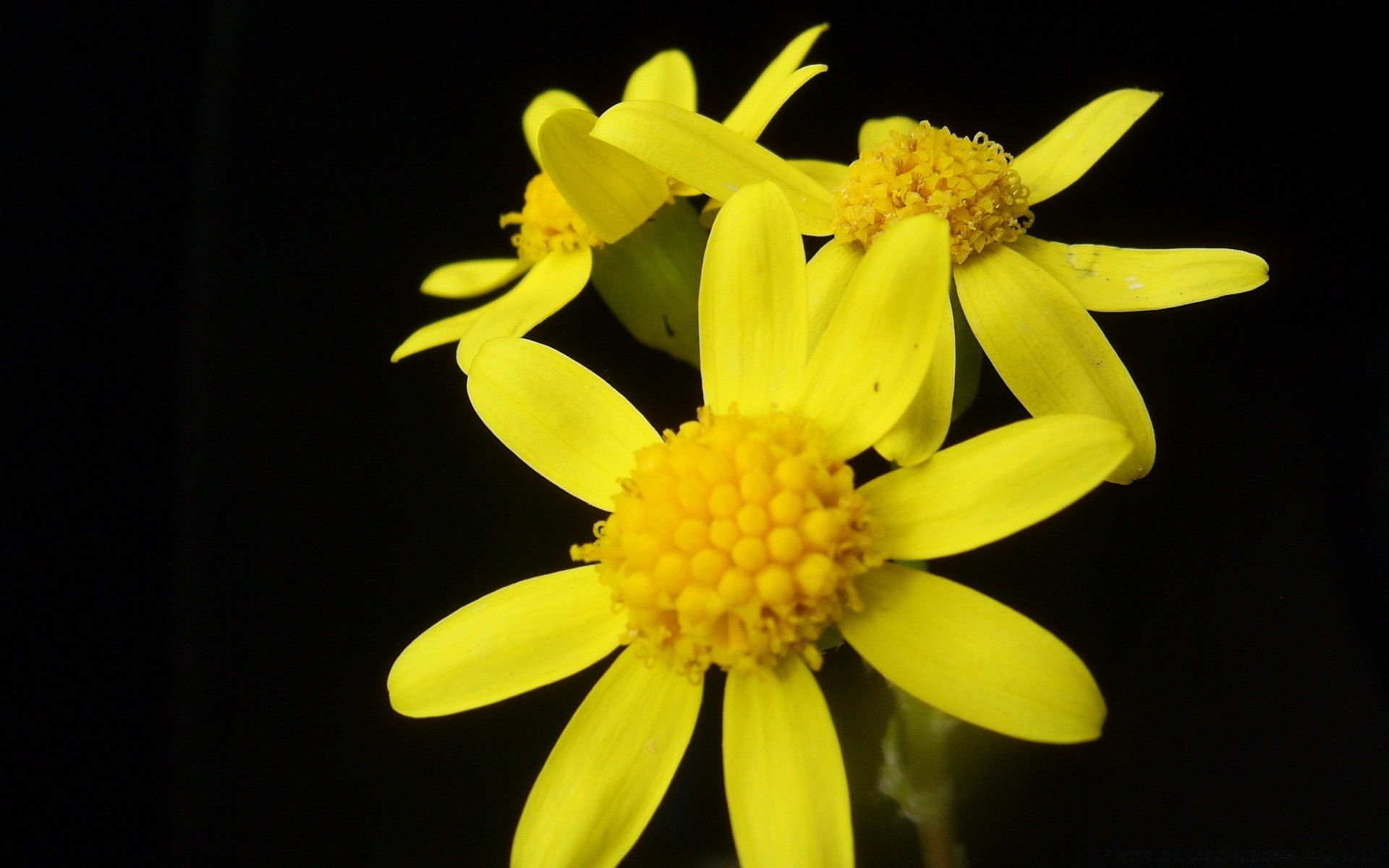 siyah doğa çiçek flora yaz yaprak parlak renk