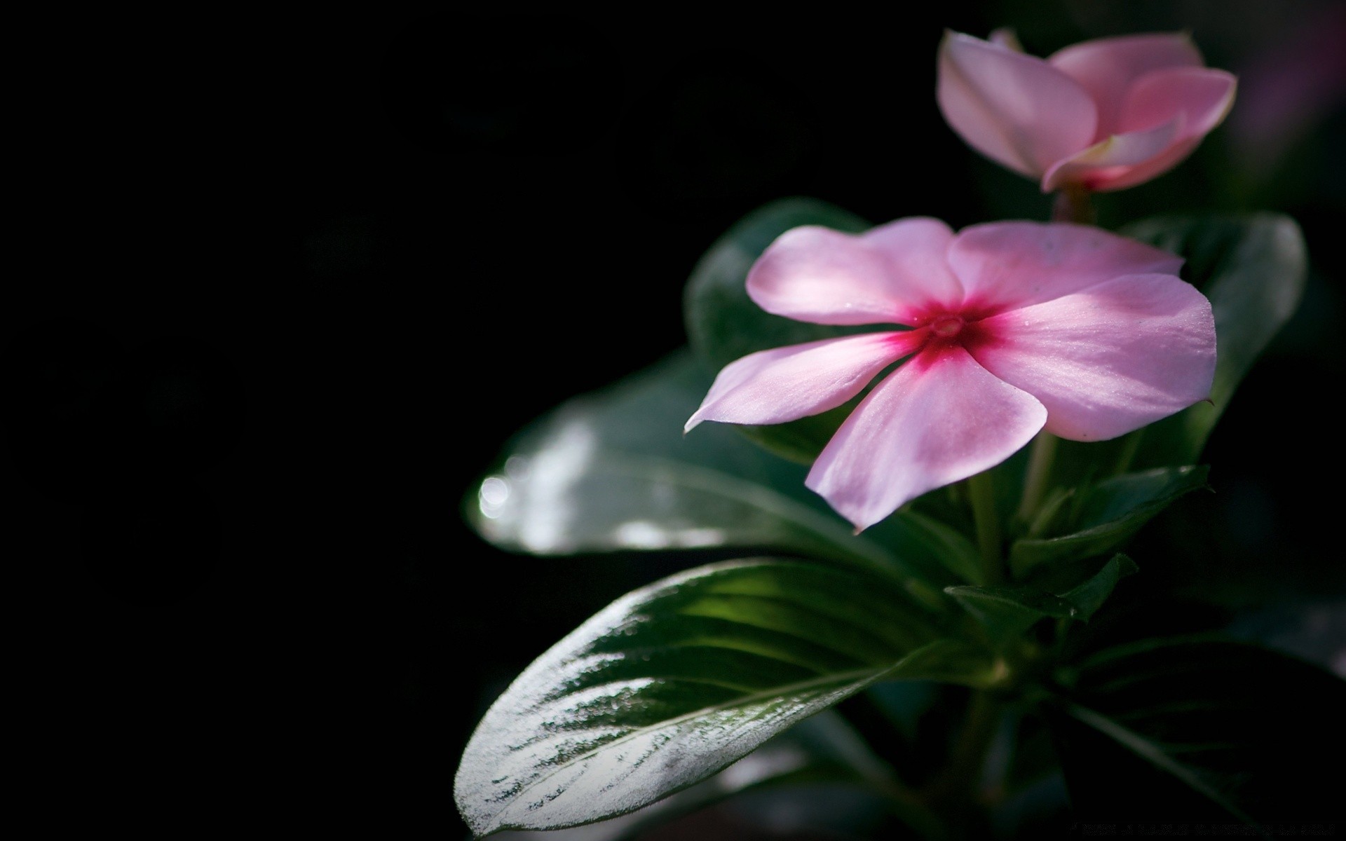 noir fleur feuille nature flore belle jardin couleur lumineux été pétale floral gros plan bluming