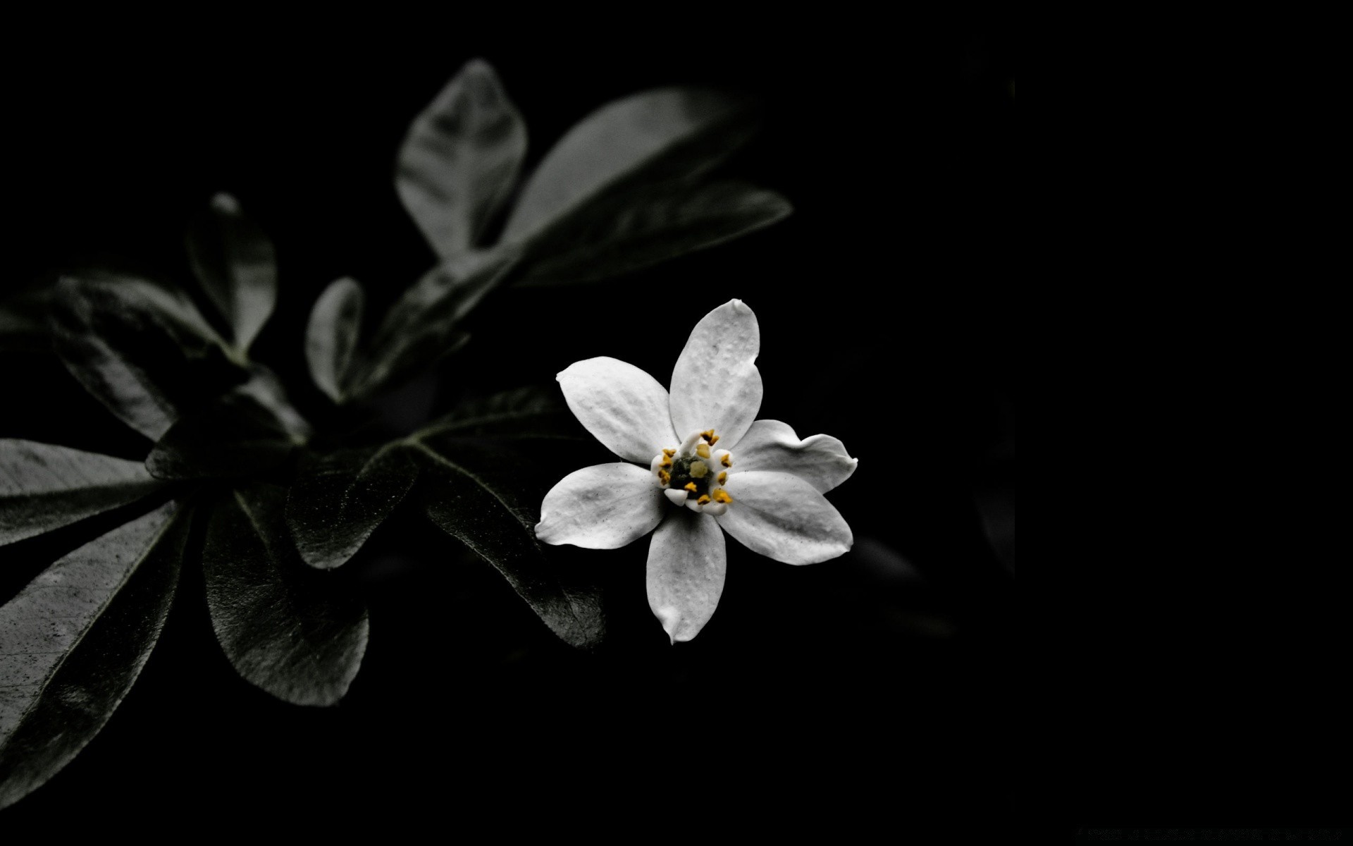 negro flor naturaleza hoja flora pétalo jardín desenfoque naturaleza muerta hermoso color bluming floral primer plano