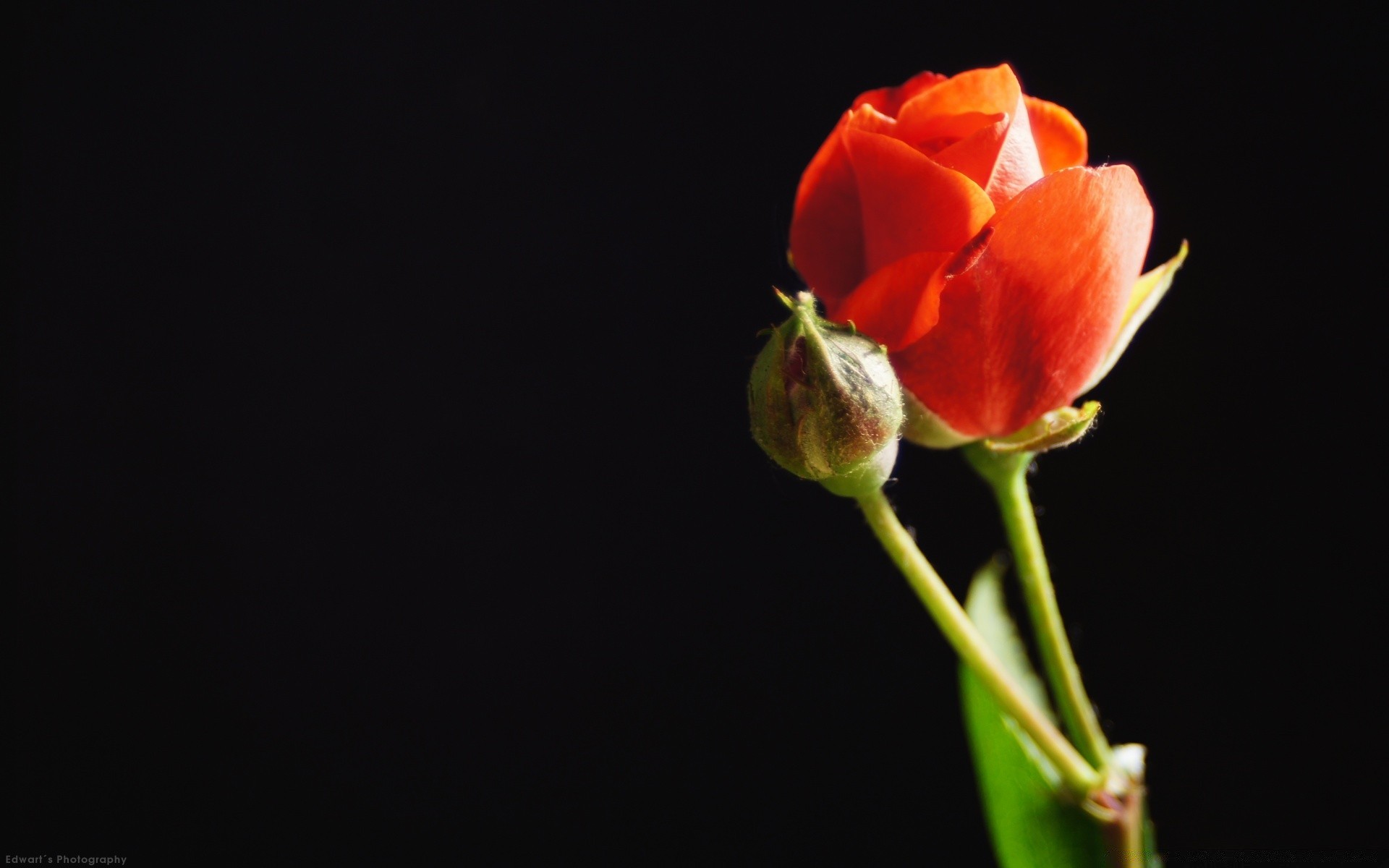 negro flor naturaleza hoja flora tulipán rosa pétalo delicado verano