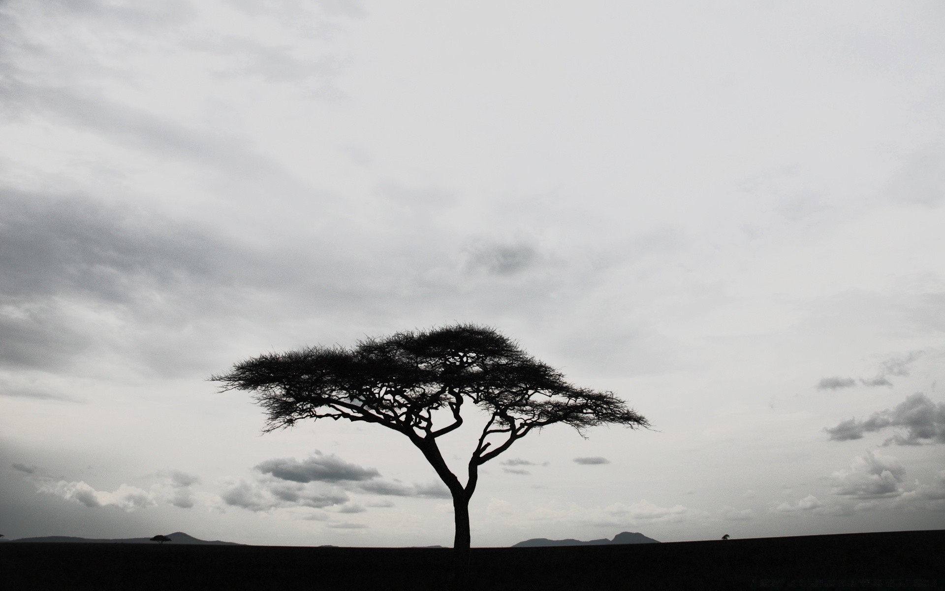 negro árbol paisaje naturaleza amanecer cielo al aire libre puesta de sol niebla solo