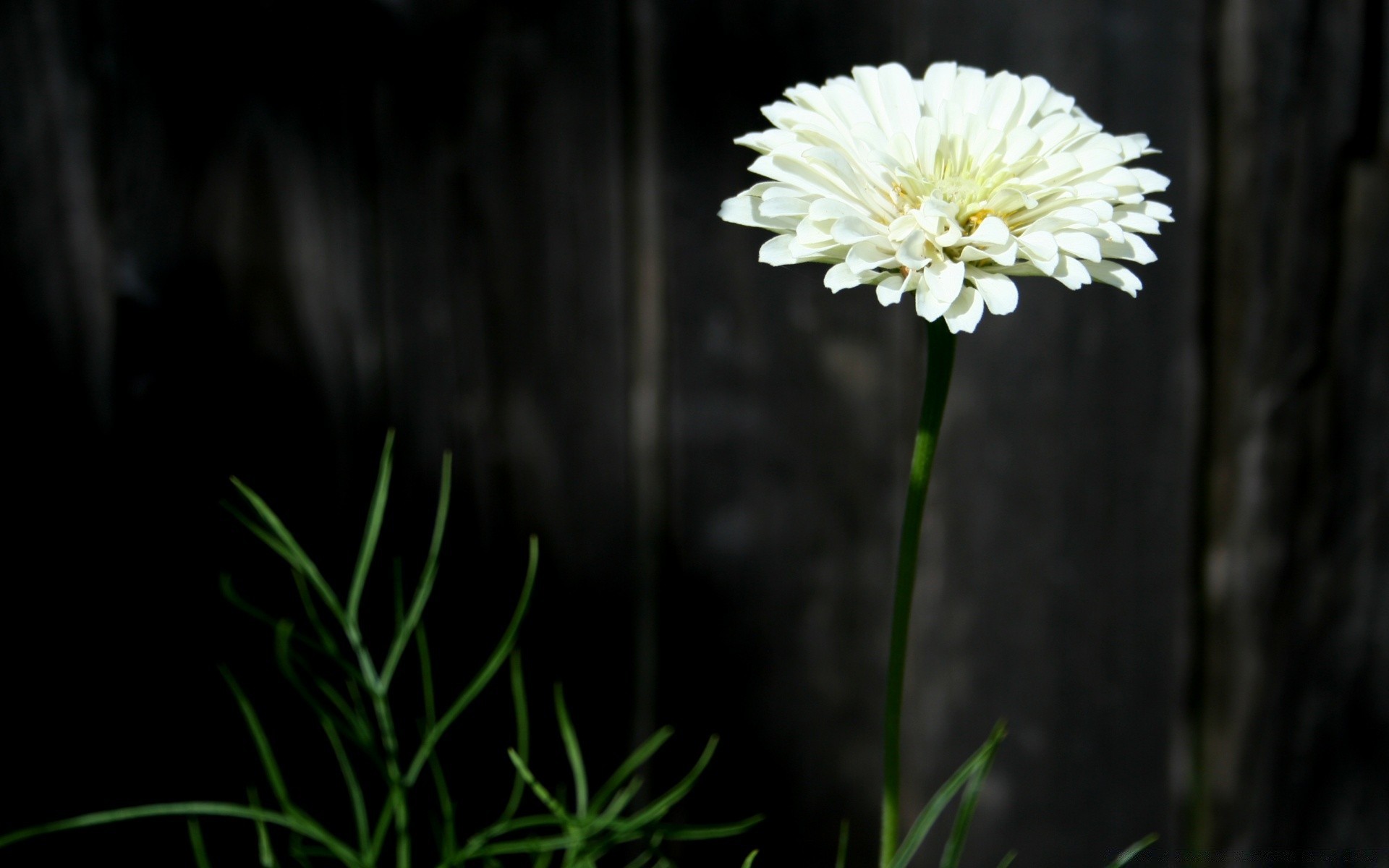 noir fleur nature flore croissance été jardin pétale herbe feuille