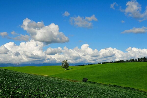 Sommerfeld grün und schneeweiße Wolken am blauen Himmel