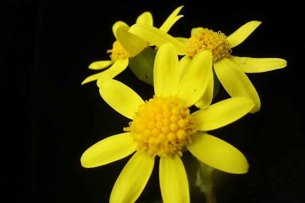 Belles fleurs jaunes sur fond noir