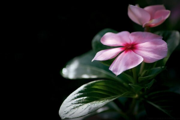 Blume mit Blättern auf schwarzem Hintergrund