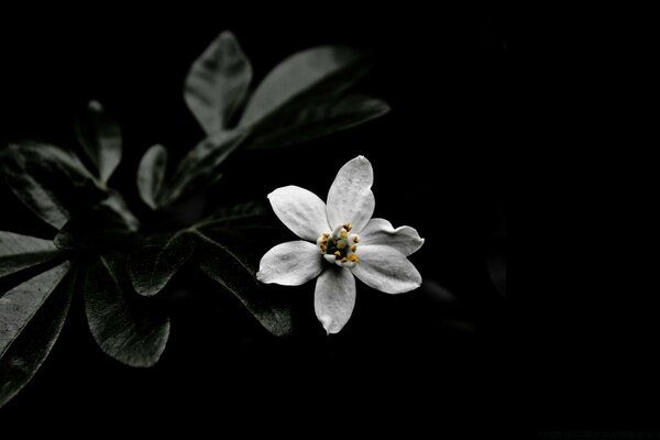 Images de fleurs sur fond noir