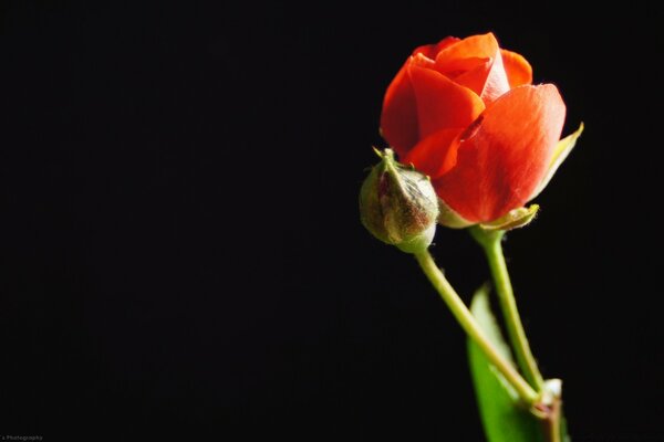 Red rose on a black background