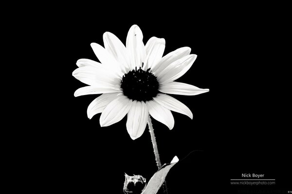 Marguerite de jardin sur fond noir