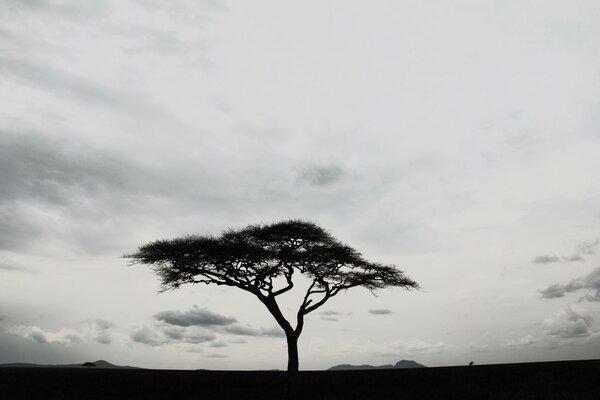 A lonely tree against the background of the coming night