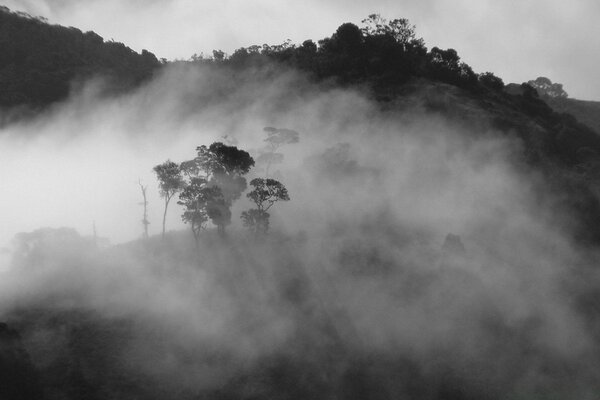 Black and white image of evaporation in forests