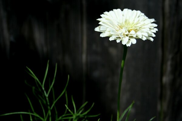 A lonely chrysanthemum on a dark background