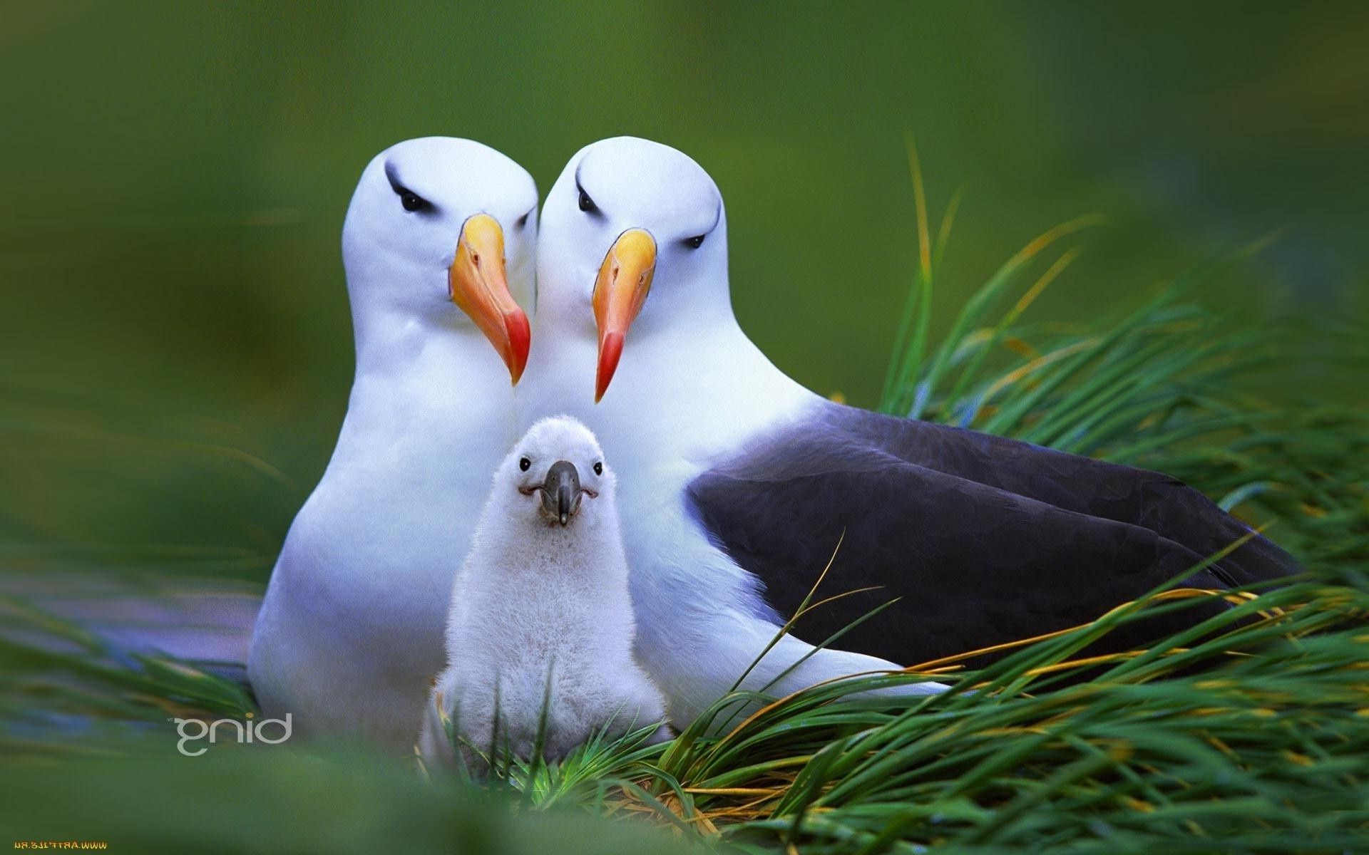 animais pássaro vida selvagem ao ar livre natureza animal grama