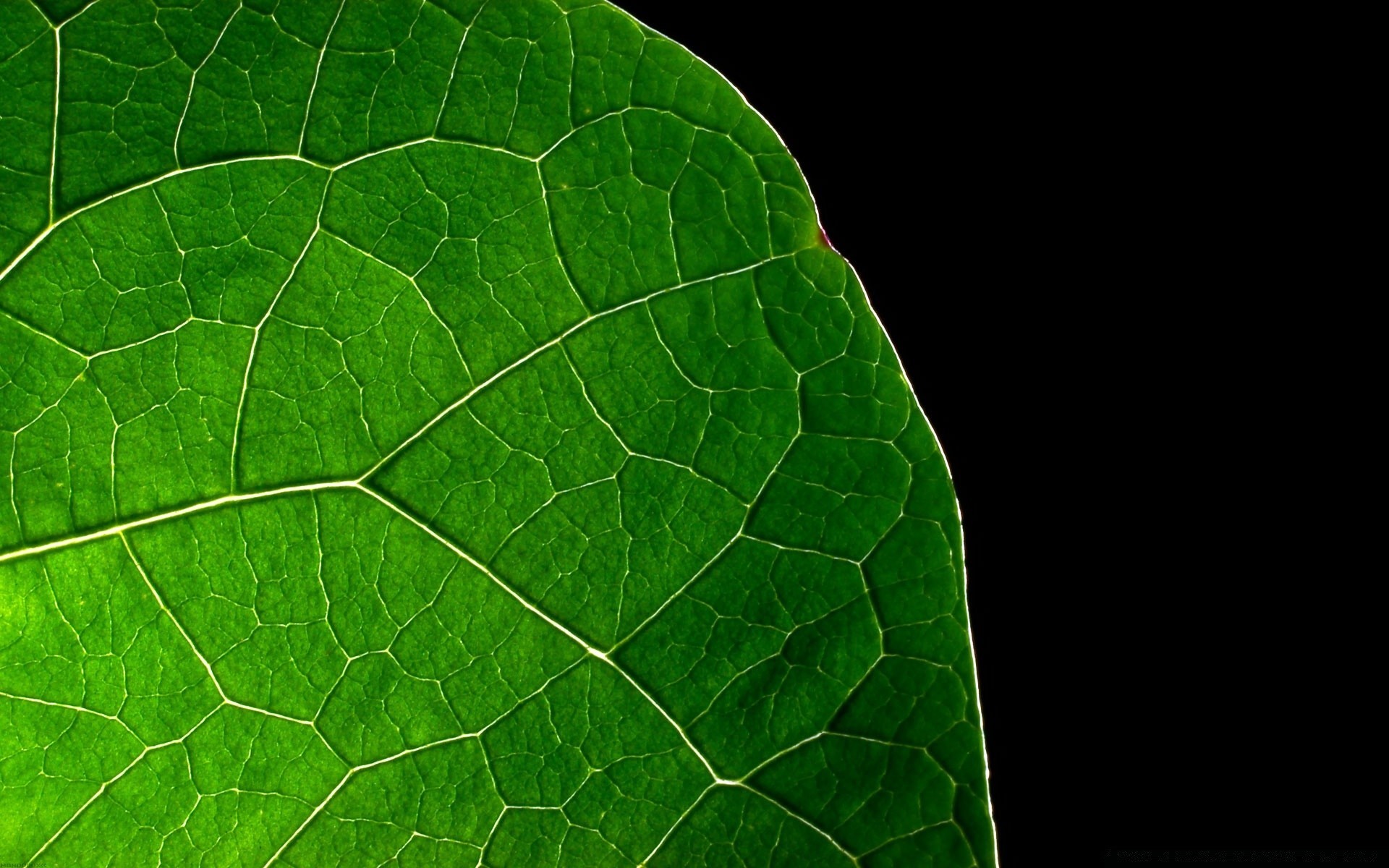 noir feuille flore veine nature jardin croissance photosynthèse bureau rosée résumé environnement biologie texture couleur environnement gros plan