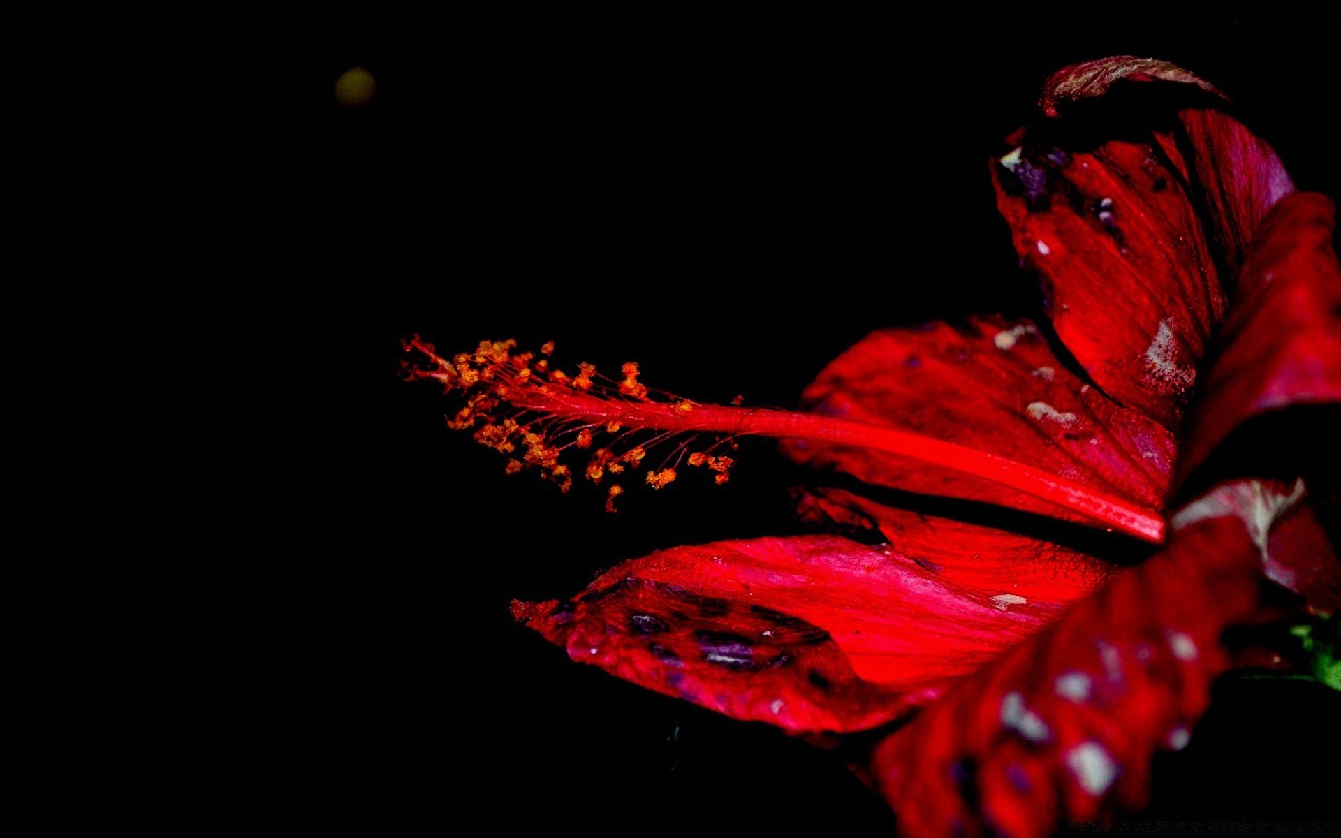 nero fiore arte colore astratto foglia flora natura morta scuro natura desktop