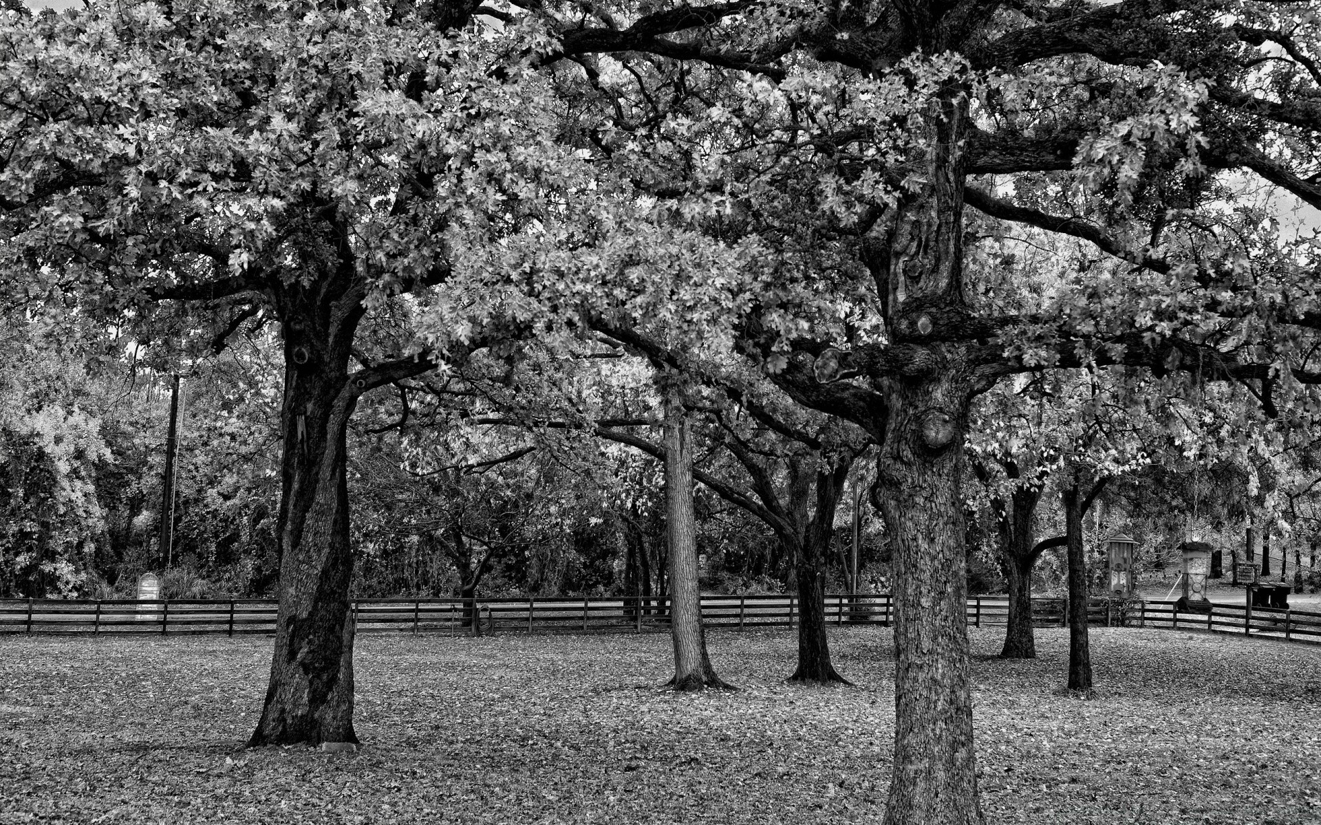 noir arbre parc paysage branche saison nature jardin fleur à l extérieur paysages herbe