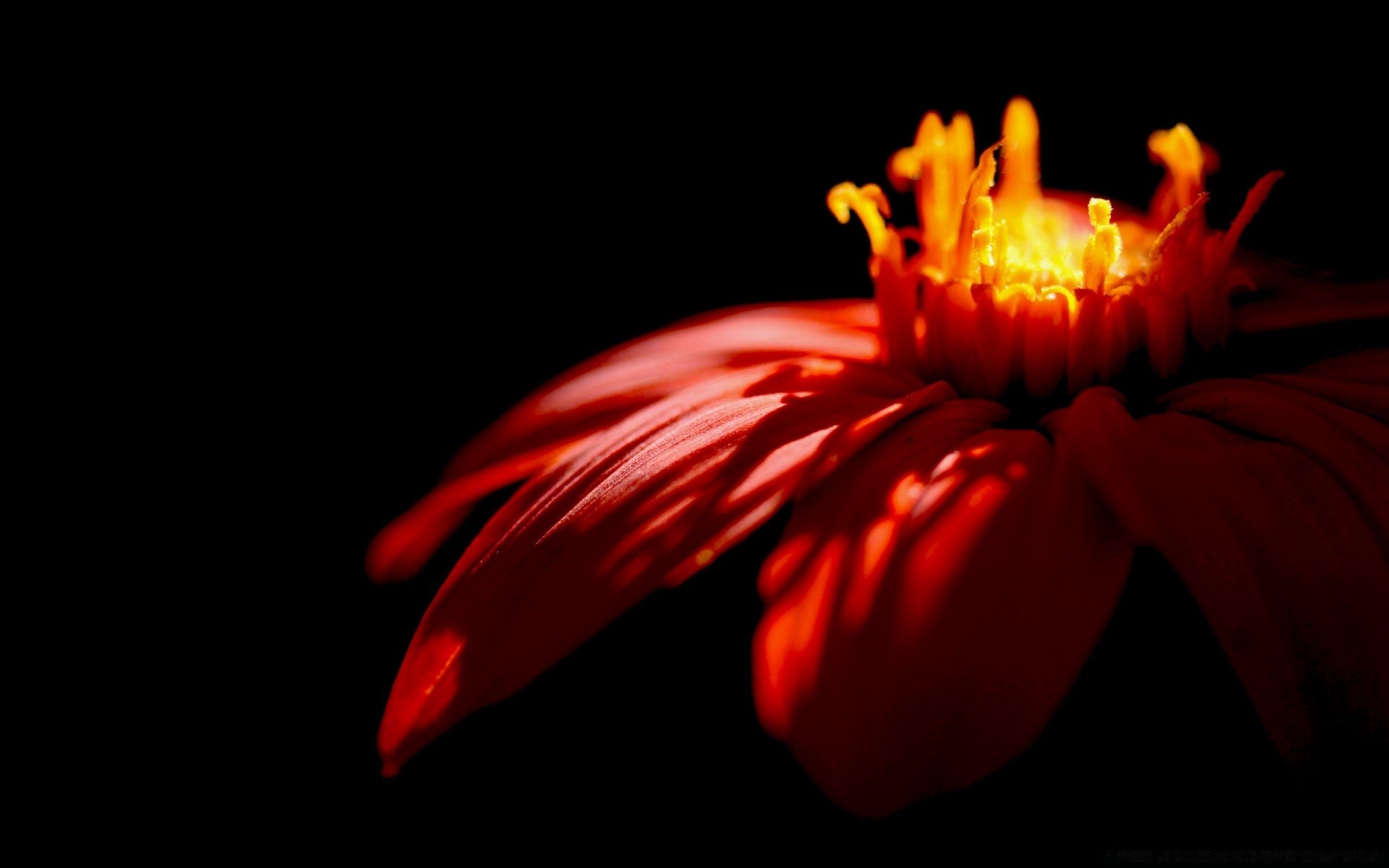 nero fiore colore natura singola luce bella tulipano flora petalo