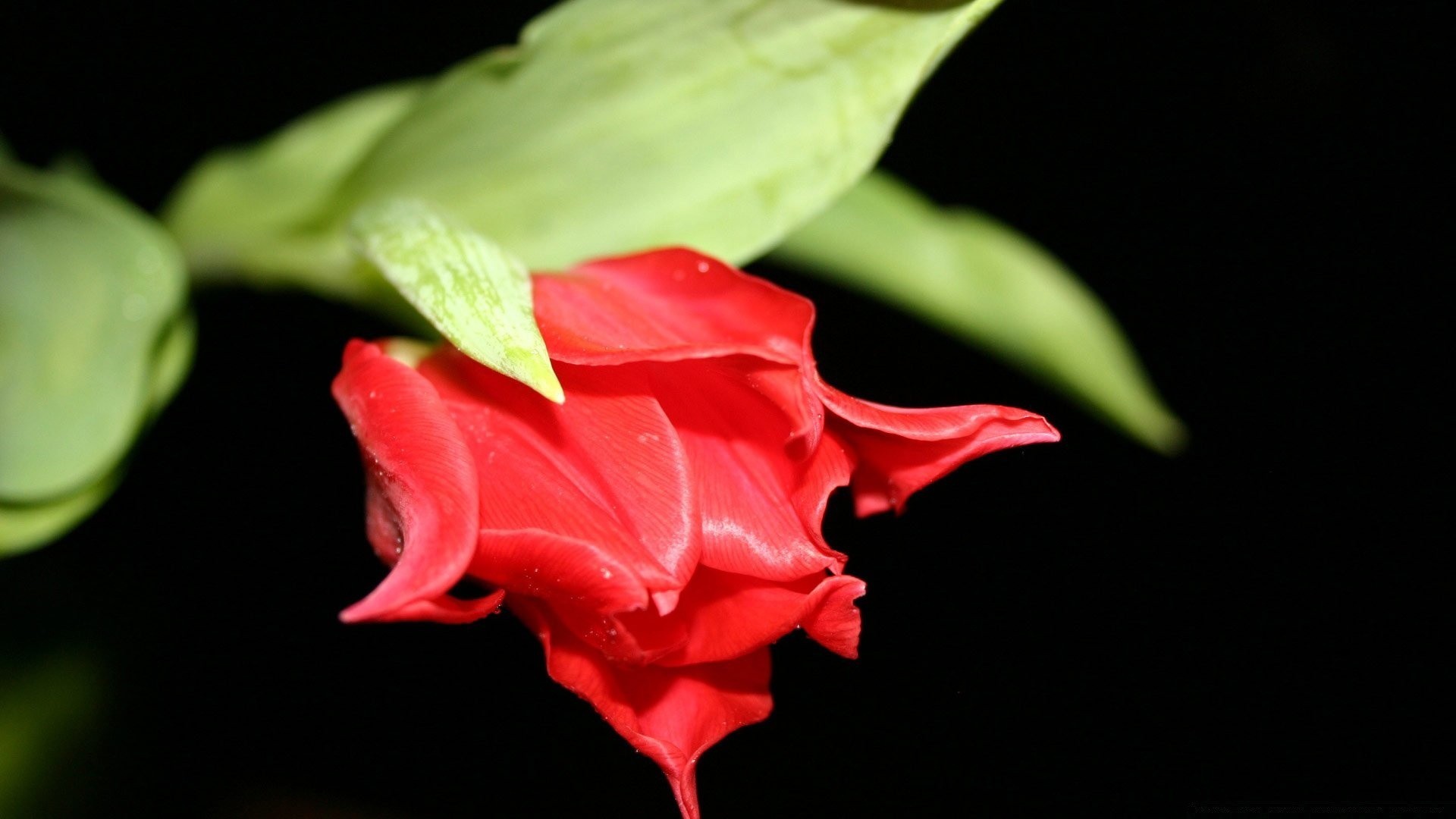 black leaf flower nature flora love romance rose floral petal color garden