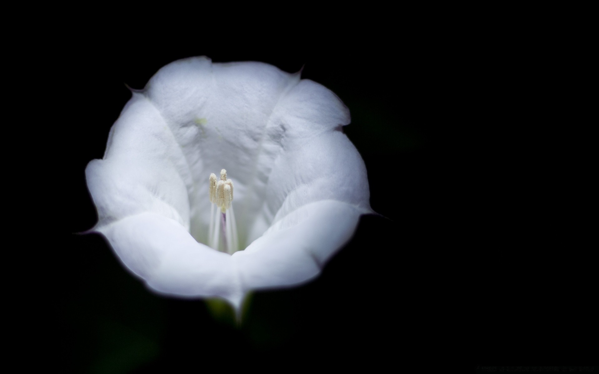 noir fleur nature flore couleur floral bluming pétale bureau belle gros plan copain jardin lumière tulipe lily feuille un