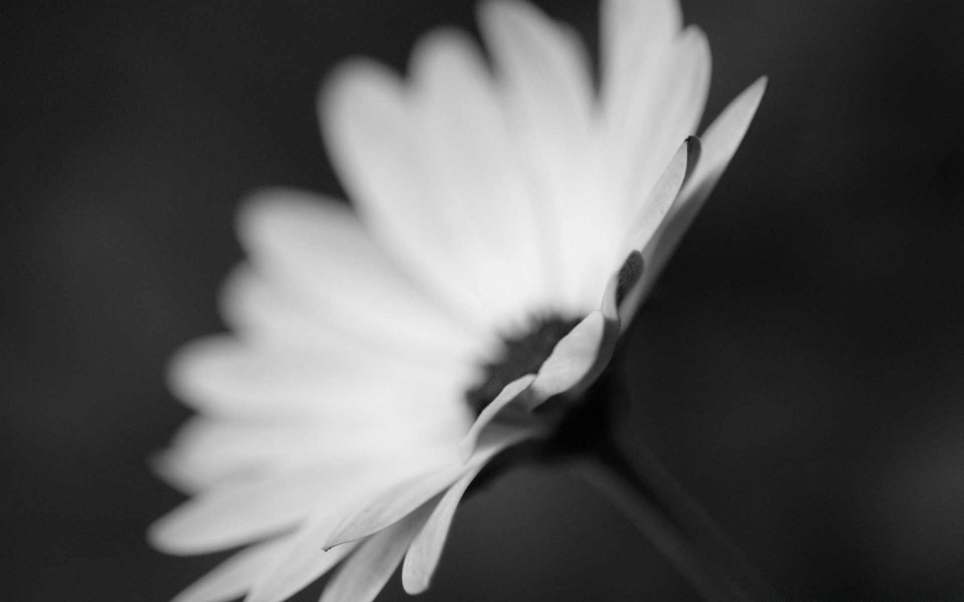 negro monocromo flor naturaleza hoja desenfoque brillante contraste verano dof arte flora