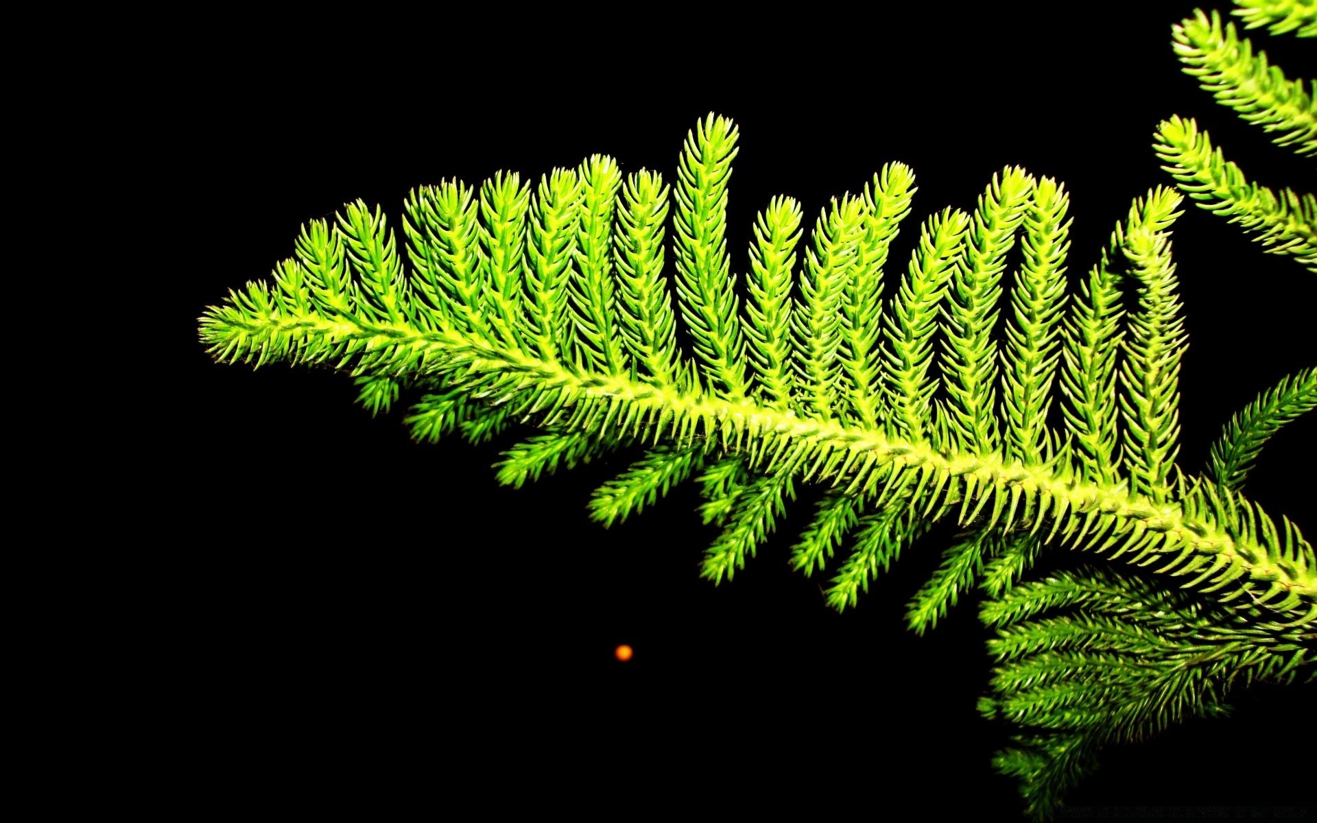 black leaf flora tree nature fern desktop wood growth biology conifer outdoors environment color