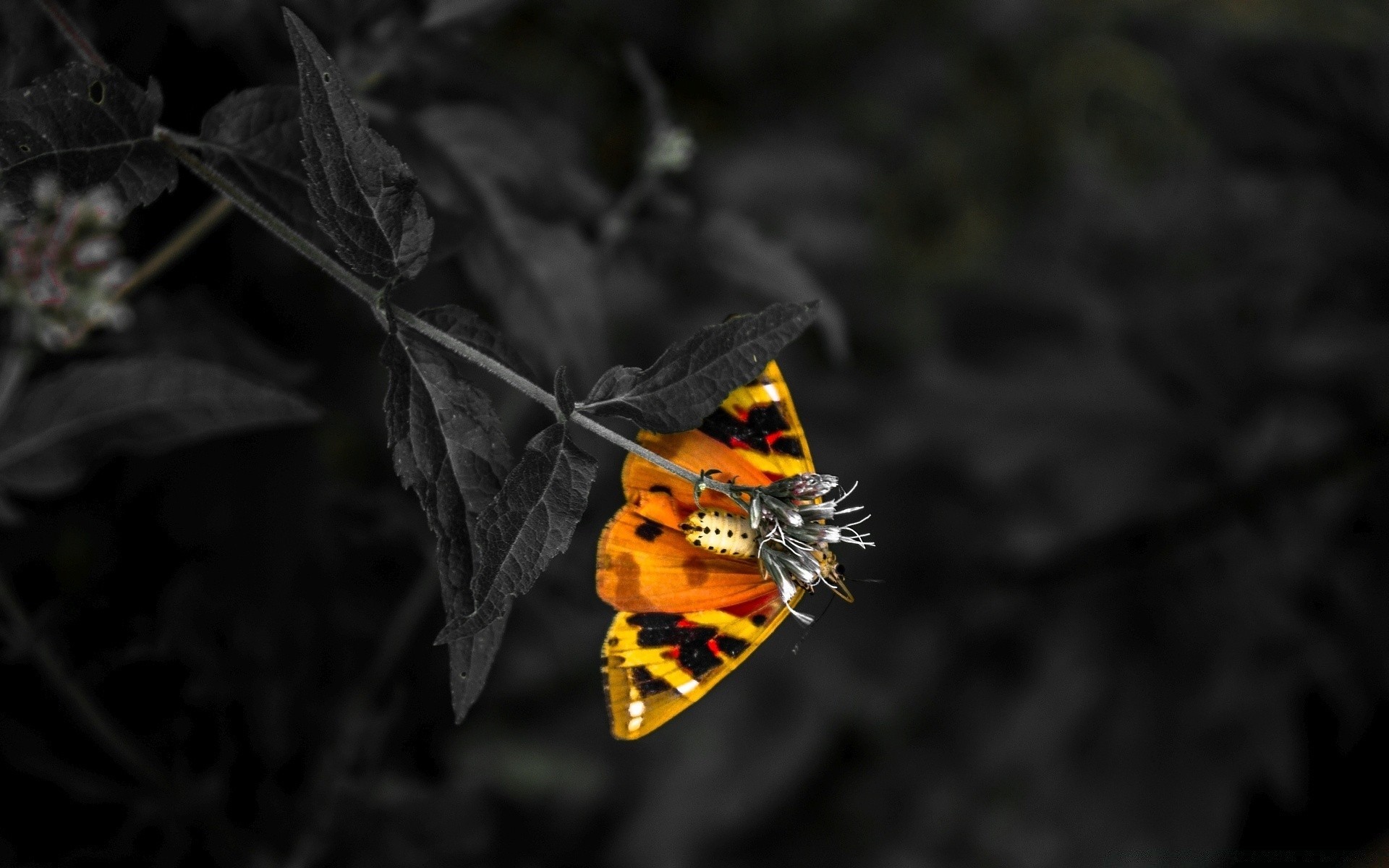 black insect butterfly nature invertebrate outdoors leaf