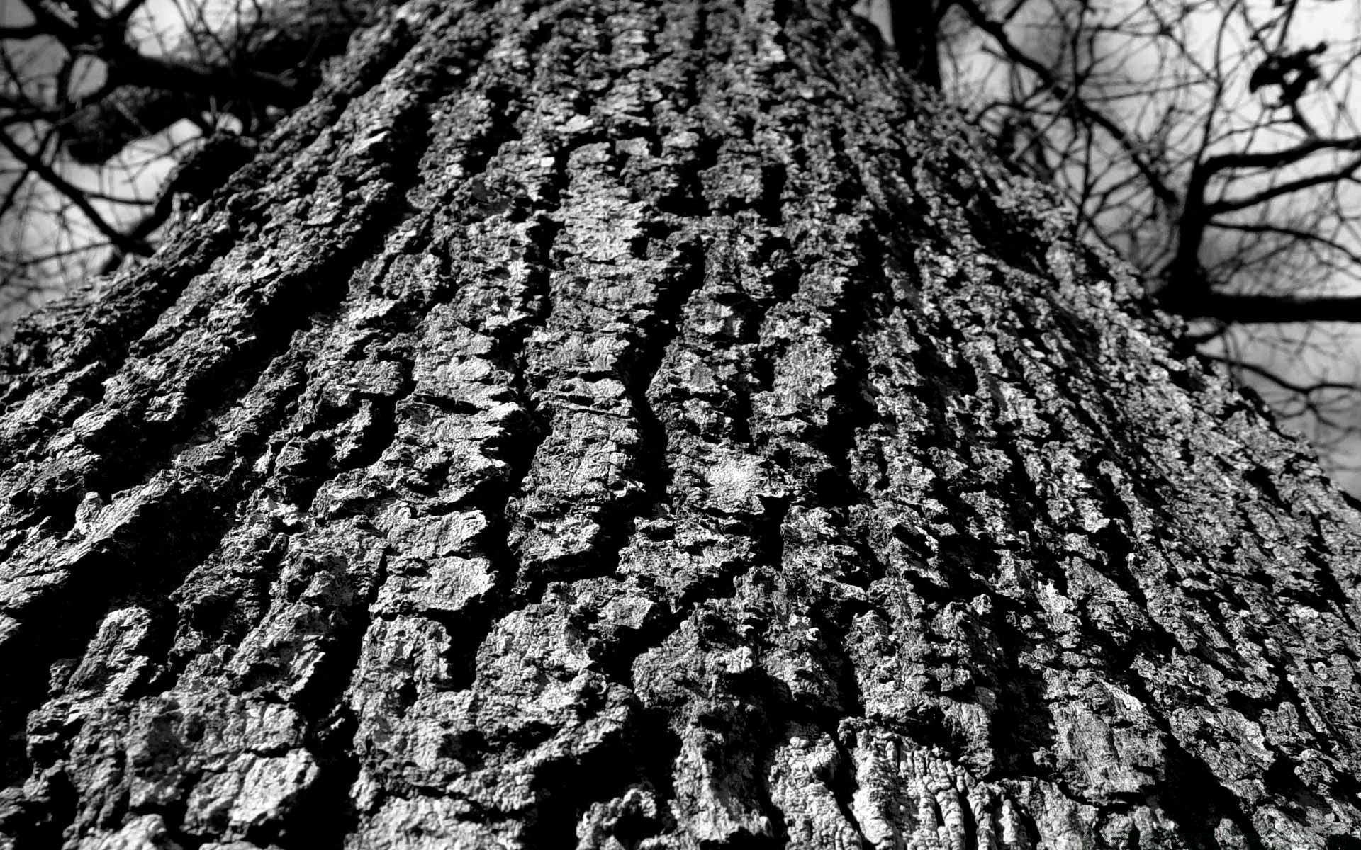 Черноклен фото дерева