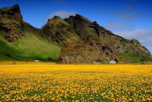 Campo com flores amarelas sobre um fundo de montanhas verdes