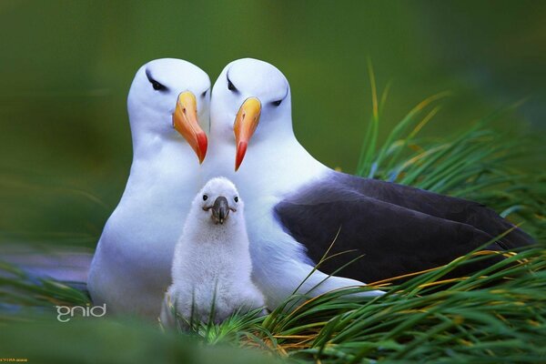 Krautvogel an der frischen Luft