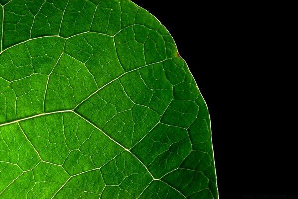 Green leaf on black background