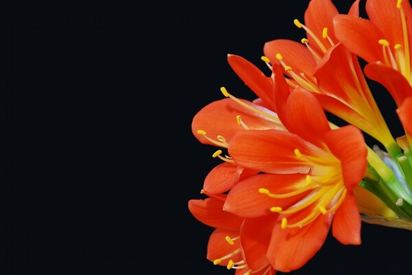 Alstroemeria orange sur fond noir