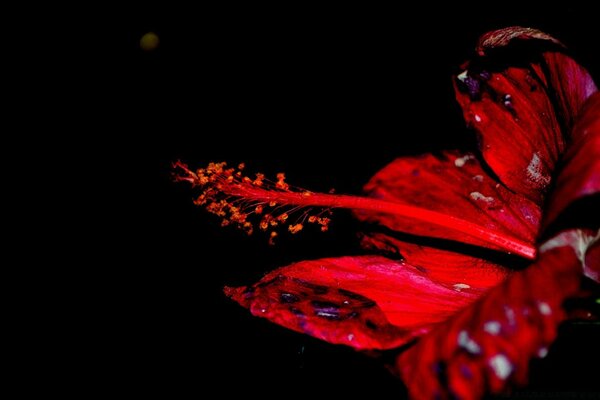 Flor escarlata brillante sobre fondo negro