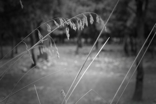 Foto en blanco y negro de la hierba en la naturaleza