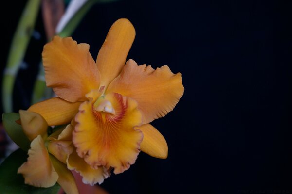 Tropical flower with yellow leaves