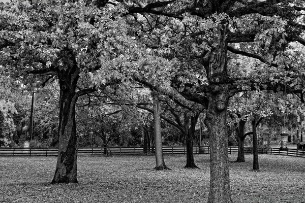 Imagen gris parque árboles