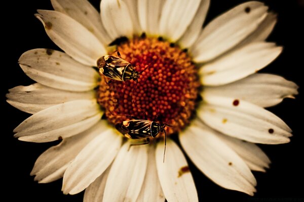 Las abejas se sientan en una flor de manzanilla