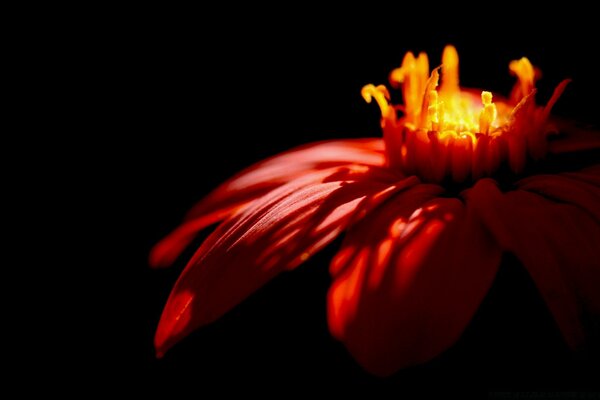 Capullo de flor con hojas rojas