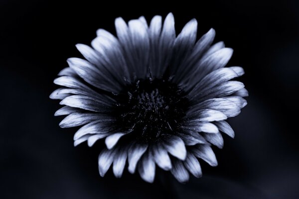 Closeup fleur noir et blanc