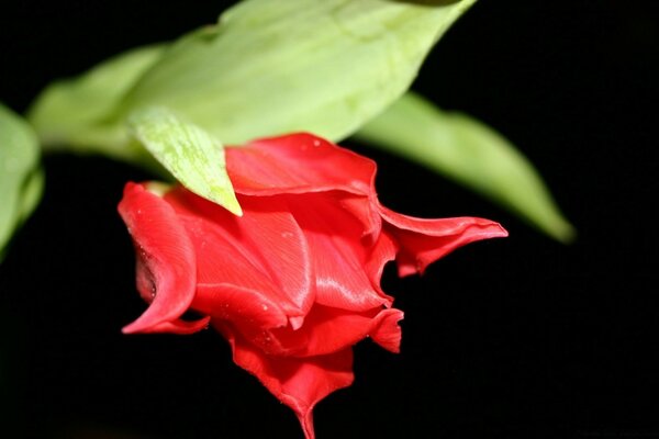 An unopened bud of a red tulip on a black background