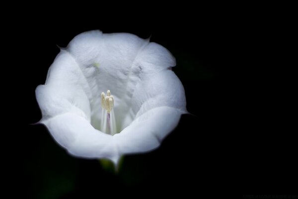 White flower on black background