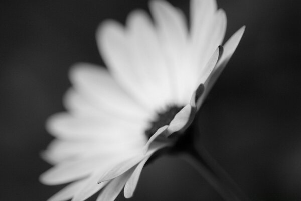 Tendresse des pétales d une jeune fleur