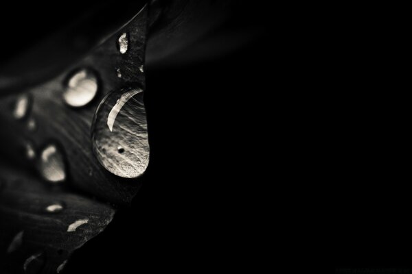 Water drops on a flower for wallpaper