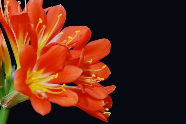 Black background and red flower