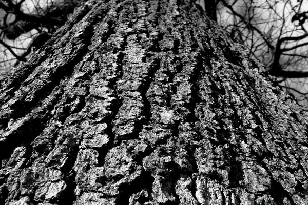 La corona de un árbol poderoso en un clima oscuro